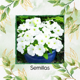 40 Semillas Flor Petunia Enana Blanca  + Obs Germinación