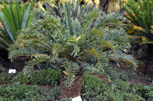 Encephalartos Arenarius (palmera De Colección)
