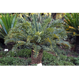 Encephalartos Arenarius (palmera De Colección)