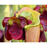 Sarracenia Rubra Tamaño Mediano - Plantas Carnívoras