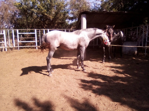 Yeguada La Escondida (caballos De Pura Raza Española)