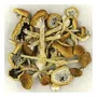 Segunda imagem para pesquisa de cogumelos magicos