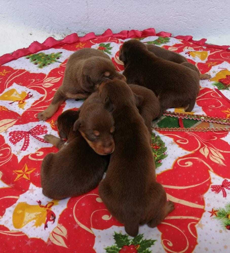 Cachorros Doberman 