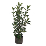 Viburnio Lucido ( Planta ) 70 Cm Envío Gratis