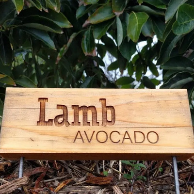 Aguacate Lamb Hass No Semilla Arbolitofrutal Injertado Envió | Meses sin interés