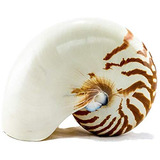 Caracol Nautilus | Concha De Nautilus Natural Cámaras ...