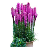 Pack De 20 Bulbos De Liatris