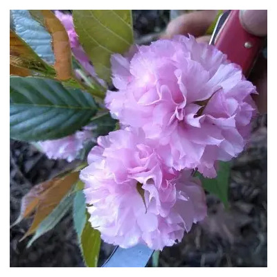 Cerezo Sakura Kanzan (flor Rellena Rosa) | Meses sin interés