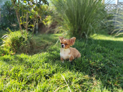 Hermoso Cachorrito Chihuahua Cabeza De Manzana Pelo Largo 