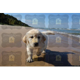 En Mar Del Plata Cachorros Golden Retriever Todo El Año