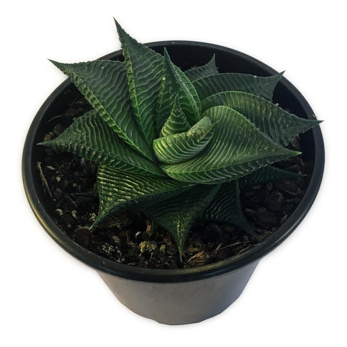 Muda De Suculenta Haworthia Limifolia Twister Planta Rara