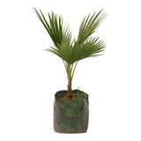 Palma Washingtonia (chica)