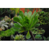Aeonium Arboreum / Crasa - Suculenta - Maceta Cultivo N°12