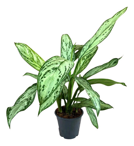 Planta De Interior Aglaonema Commutatum En M15 