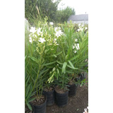 Plantas Naturales Laurel De Flor Adelfa Cercos Vivo 3lts