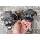 Schnauzer Miniatura