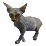 Ejemplar De Sphynx