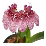 Orquídea Bulbophyllum Auratum Planta Adulta Exótica Natural