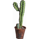 Cactus  -mirtilocactus Geometrizans-
