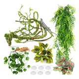 Pietypet Plantas De Reptiles, Terrario Colgante De Plantas E