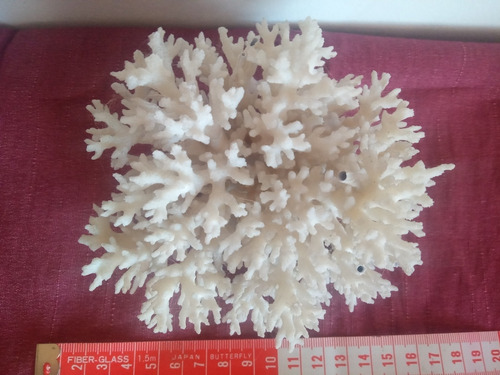 Coral Marino Corallium Konjoi  Mar Pez Pecera Baño Acuario