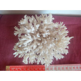 Coral Marino Corallium Konjoi  Mar Pez Pecera Baño Acuario