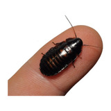 Cucarachagigante Madagascar 1cm