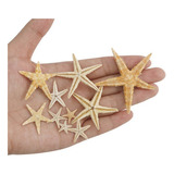 1 Decoración Estrella De Mar Natural Para 1-5cm 100 Piezas