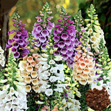 Oferta 50 Semillas Flor Dedalera Mix Colores 