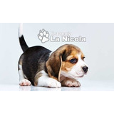 Cachorros Beagles 10