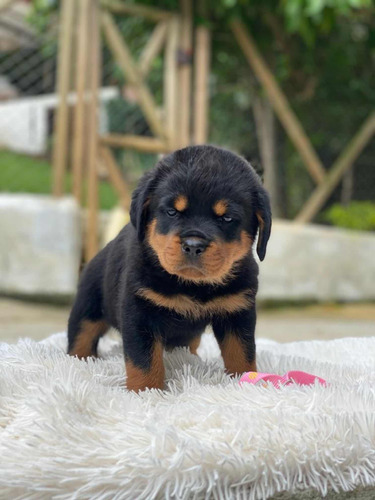 Rottweiler (perros De Raza)