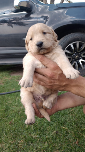 Cachorros Golden Retriever No Enviar Información Personal