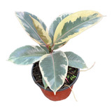 Ficus Elástica Variegada | Planta Exótica | Planta Variegada