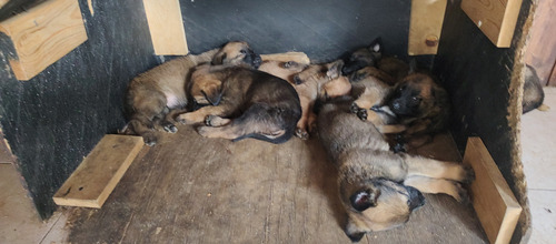 Cachorros De Pastor Belga Malinois