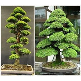 10 Semillas Arbol Bonsai Cedro Japones