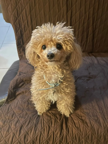 Lindos Cachorritos French Poodle Apricot Super Minis | Meses sin interés