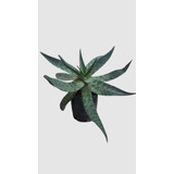 Aloe Vera Gigante Adulto Cactus Envio En El Dia