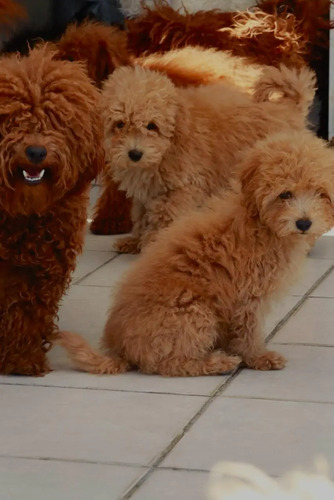 Lindos Cachorritos Mini French Poodle Rojo Apricot Ve Fotos | Meses sin interés