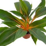 Planta Natural Lumina Grande Exotica Top Coleção Plantada   