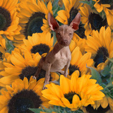 Cachorro Xoloitzcuntle Tamaño Intermedio 