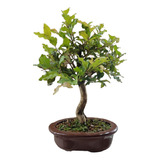 Bonsai Gabiroba 7 Anos. Com Vaso De Porcelana Facil Cuidar 