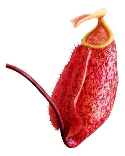 Plantas Carnívoras - Nepenthes Suki 