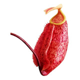 Plantas Carnívoras - Nepenthes Suki 