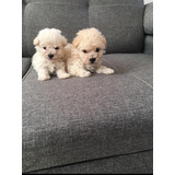 Cachorros French Poodle Tacita