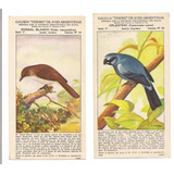 Lote De 4 Tarjetas Tesoro Aves Argentinas Pajaros G5