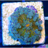 Coral Ricordea Rainbow Gold- Ultra Exotico