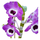 4 Dendrobium Tipo Nobile, Color Sorpresa + Fertilizante