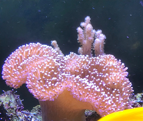 Coral Marino Sarcophyton X L
