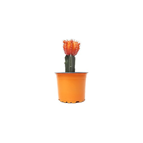 Cactus Coreano Naranja