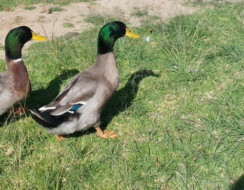 Patitos Rouen (patos Cabeza Verde) 2 Semanas